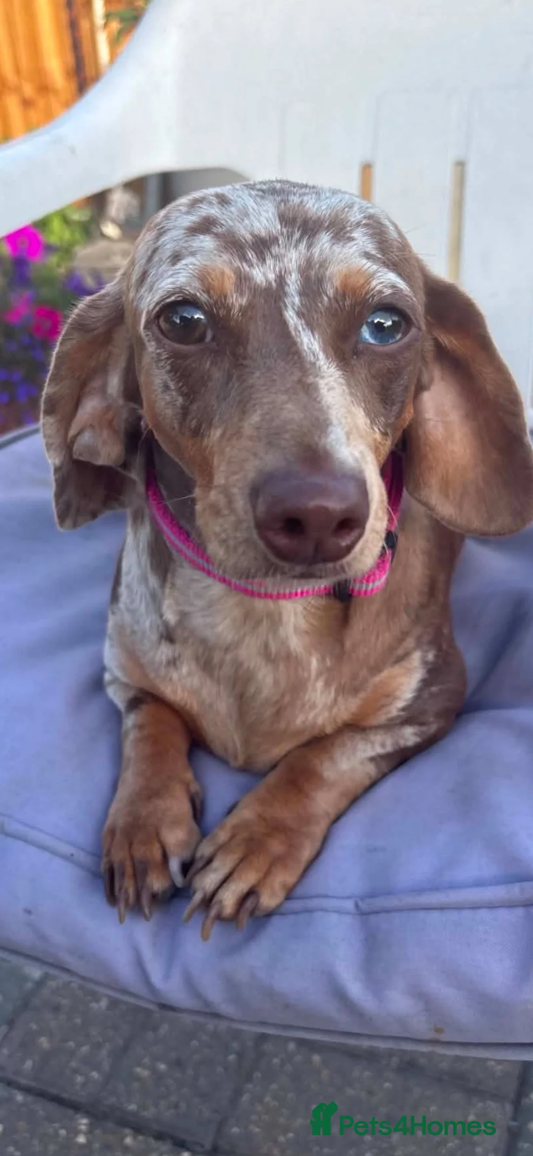 Dachshund dogs for sale: Dapple female  - Advert 1