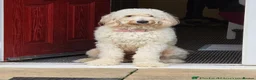 Goldendoodle dogs for sale: 1 Year old Male Goldendoodle  - Advert 2