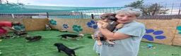 Mixed Breed dogs for adoption: 🐾💛 ANGELA – A LITTLE GIRL FOR A LOVING HOME 💛🐾 - Advert 11