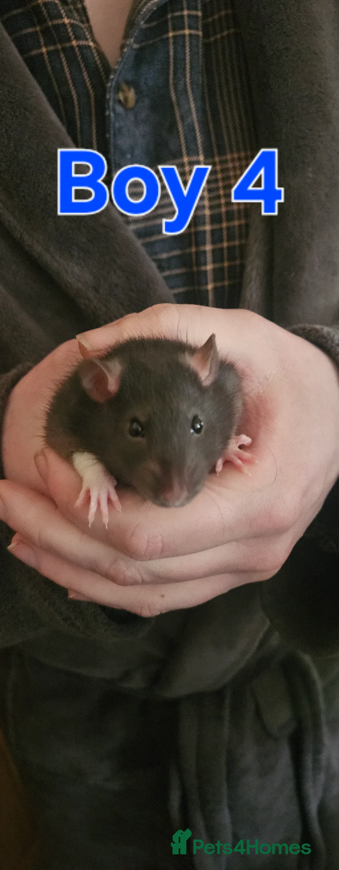 Rat rodents for sale: Baby Rats in Bradford - Advert 1