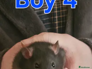 Rat rodents Baby Rats in Bradford - Advert 2