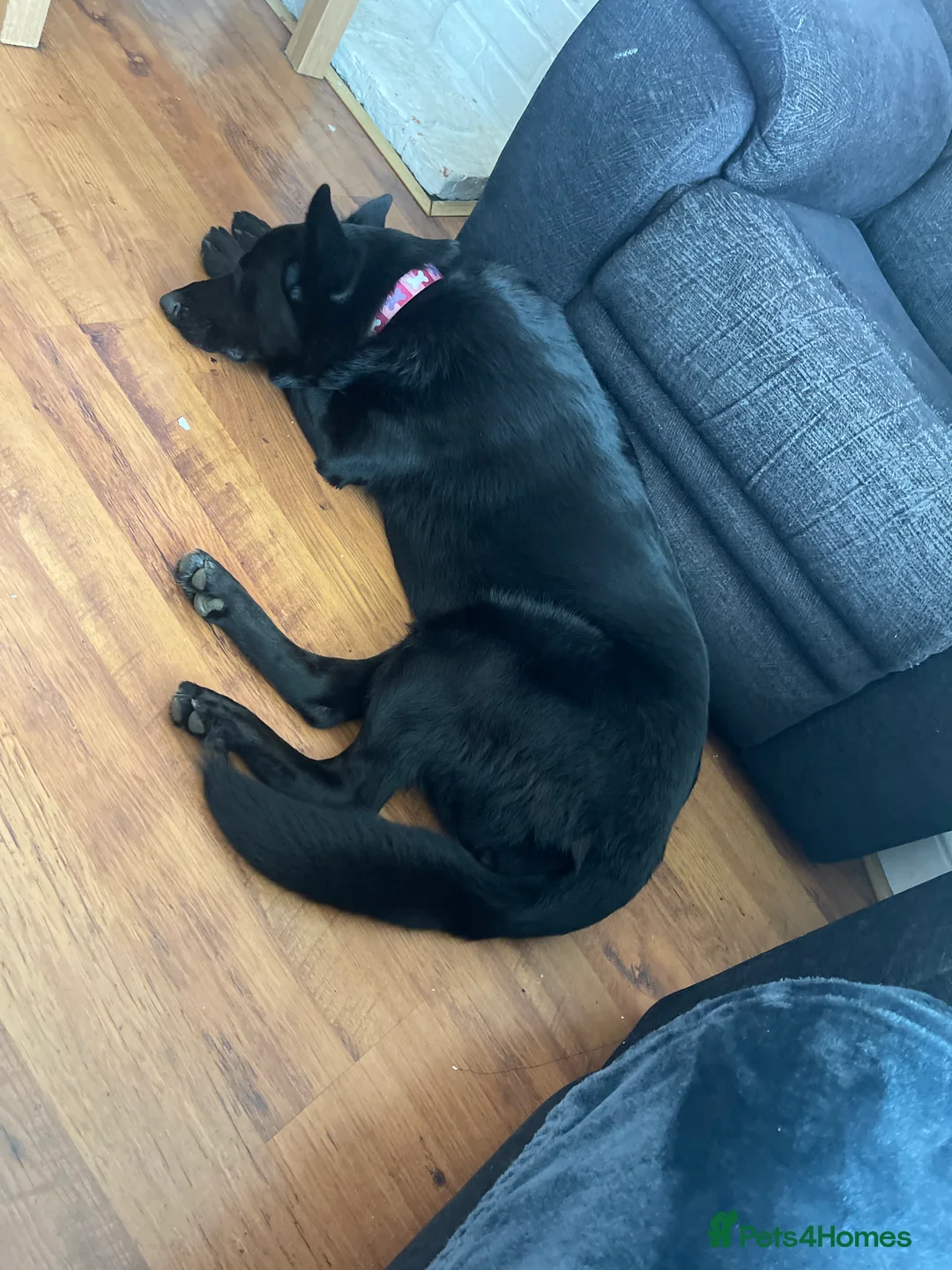 Mixed Breed dogs for sale: Shollie female  - Advert 6