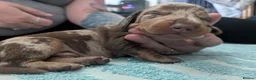 Dachshund dogs for sale: Dachshund puppies! in Mexborough - Advert 5