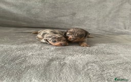 Dachshund dogs for sale: 4 weeks old dashounds - Image 3
