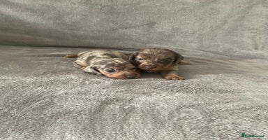 Dachshund dogs - Advert 5