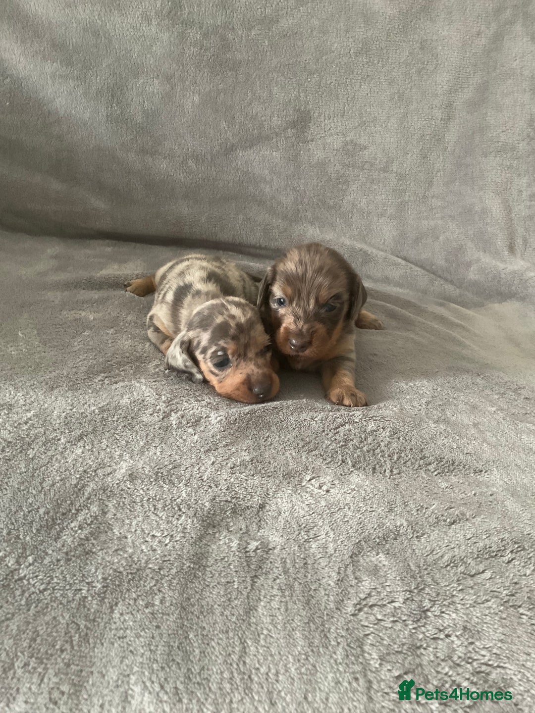 Dachshund dogs for sale: 4 weeks old dashounds - Image 3