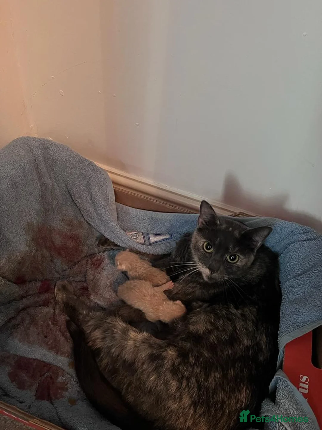 Mixed Breed cats for sale: Kittens in Runcorn - Advert 2