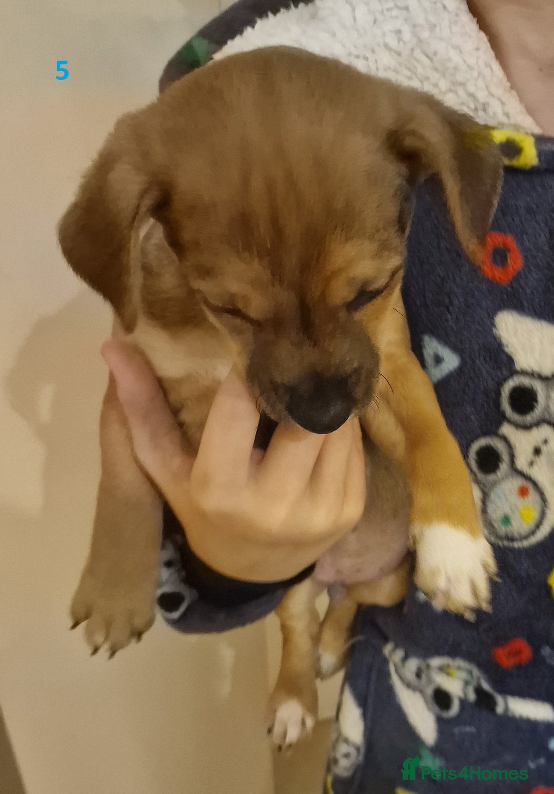 Mixed Breed dogs for sale: Beautiful Patterdale × Jack Chi Puppies - Image 9