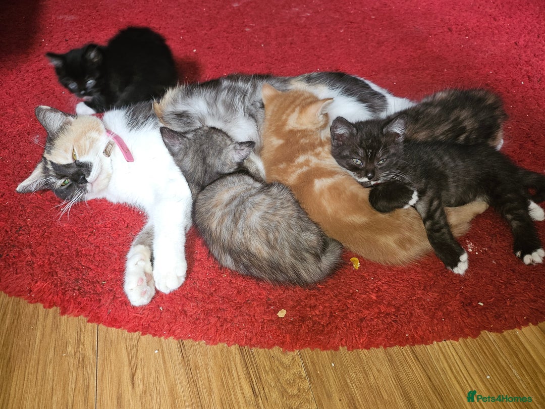 Mixed Breed cats for sale: Quarter persian fluffy kittens for sale - Image 10