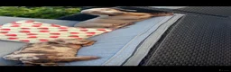 Miniature Dachshund dogs for sale: Miniature dachshunds  - Advert 29
