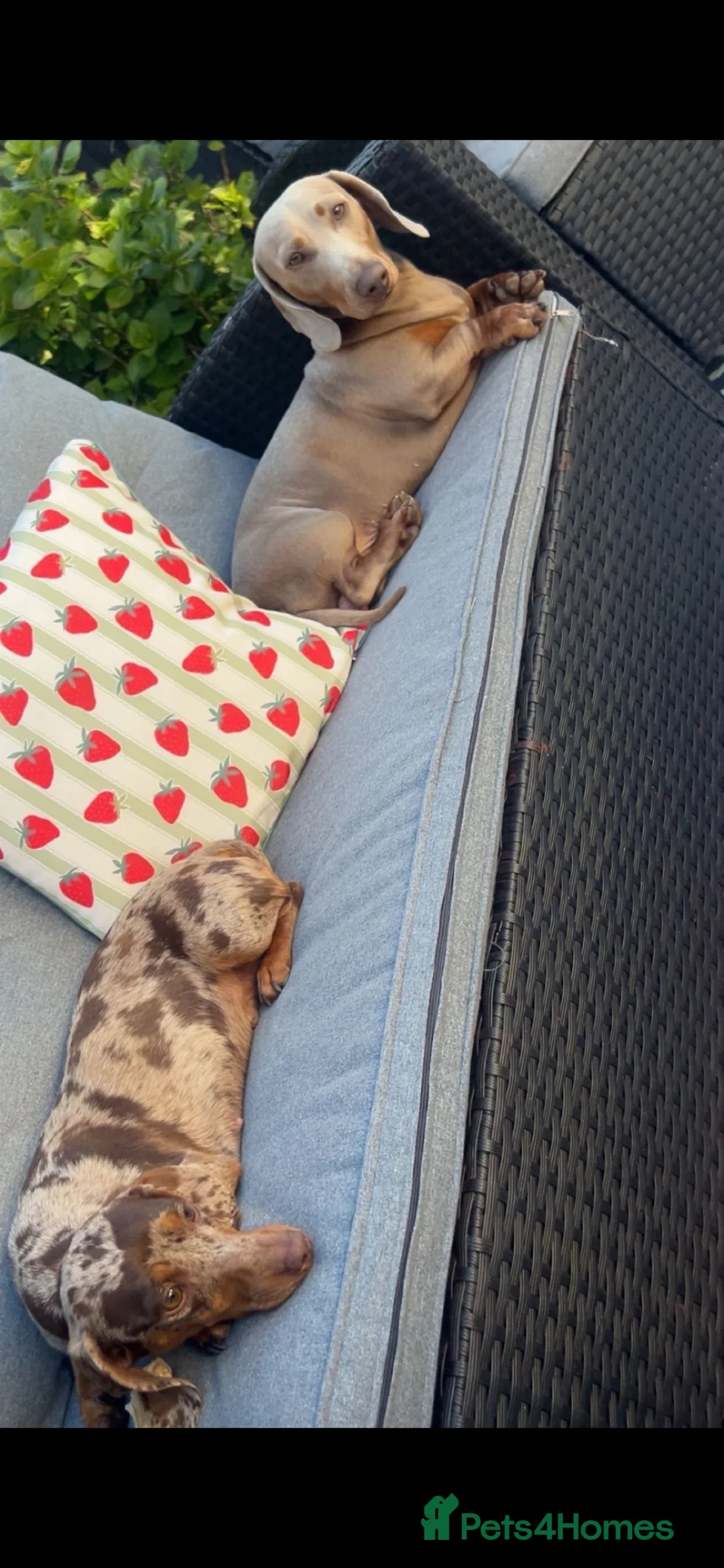 Miniature Dachshund dogs for sale: Miniature dachshunds  - Advert 29