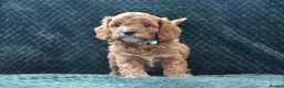 Cavapoo dogs for sale: Toy F1 Cavapoo Puppies Fully Dna Clear. - Advert 18