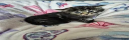 British Longhair cats for sale: 3 gorgeous kittens for sale  - Advert 10