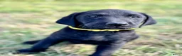 Labrador Retriever dogs for sale: Exceptional KC Labrador Puppies from Working Line  - Advert 9