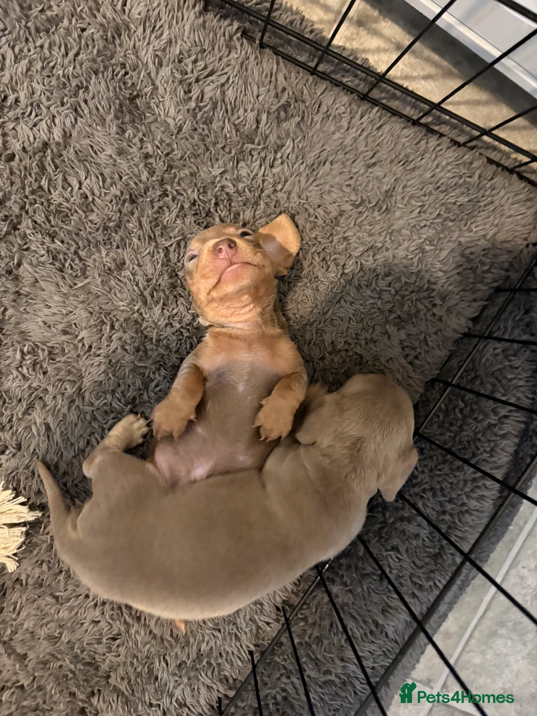 Miniature Dachshund dogs for sale: Stunning litter of Isabella miniature daschunds - Advert 10