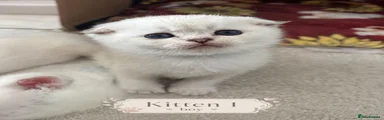 Scottish Fold Kitten 1
