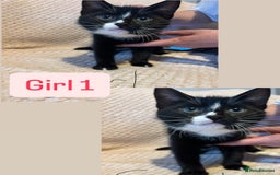 British Shorthair cats for sale: 4 beautiful kittens for sale  - Advert 3