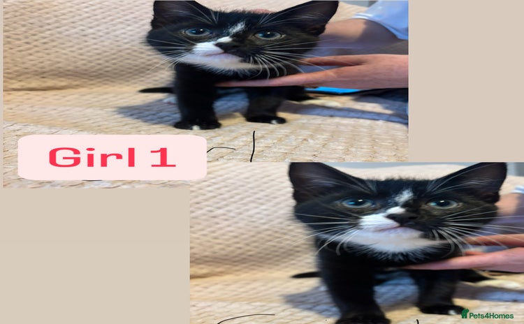 British Shorthair cats 2 beautiful domestic shorthair kittens for sale  - Advert 10