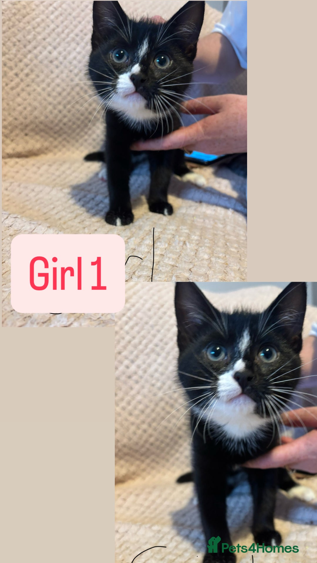 British Shorthair cats for sale: 4 beautiful kittens for sale  - Advert 3