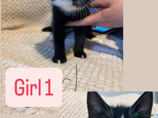 British Shorthair cats 2 beautiful domestic shorthair kittens for sale - Advert 9