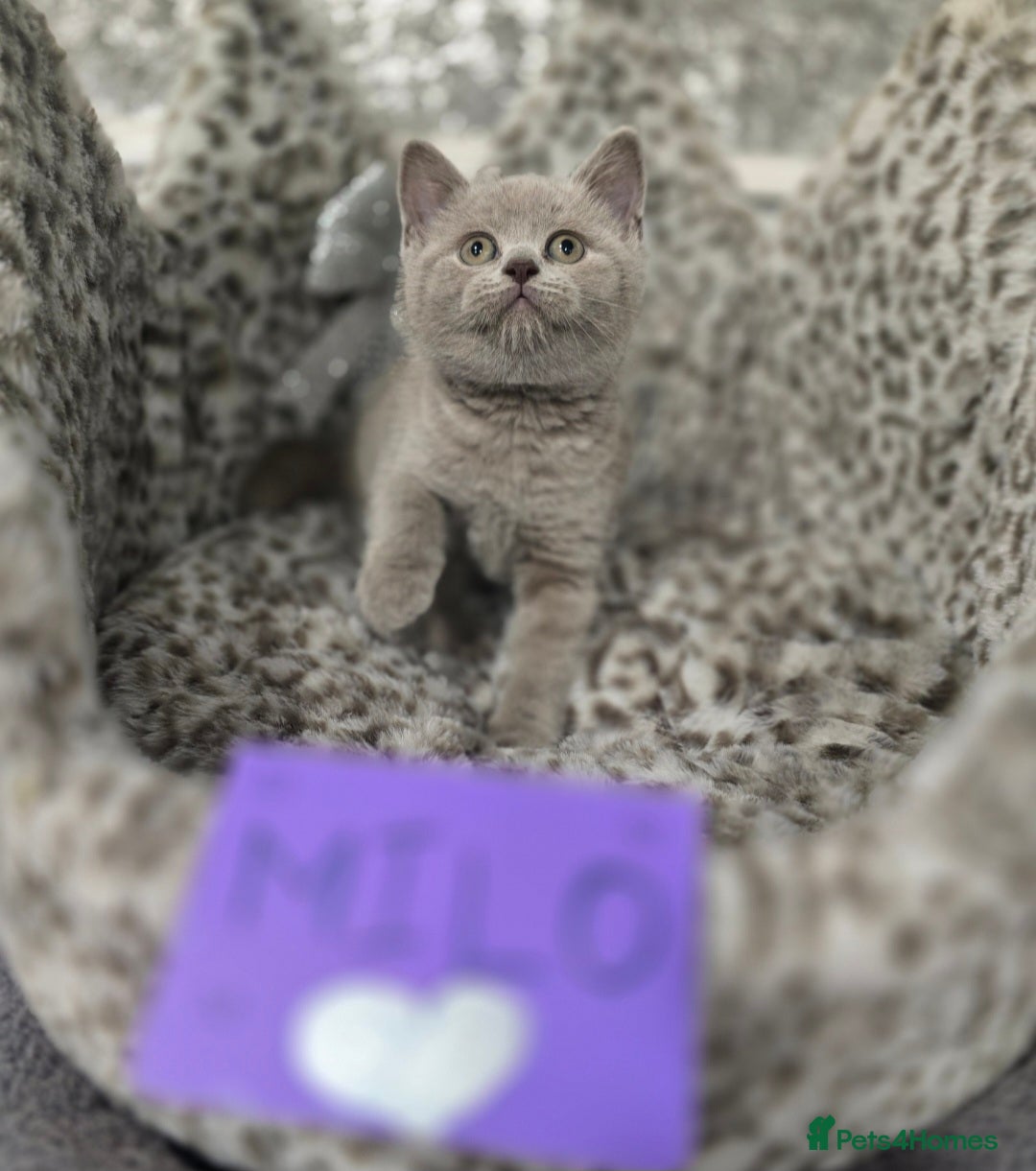 British Shorthair cats for sale: 🩷💜Beautiful British shorthair kittens 💜🩷 - Advert 12