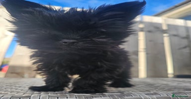 Yorkshire Terrier dogs - Advert 7