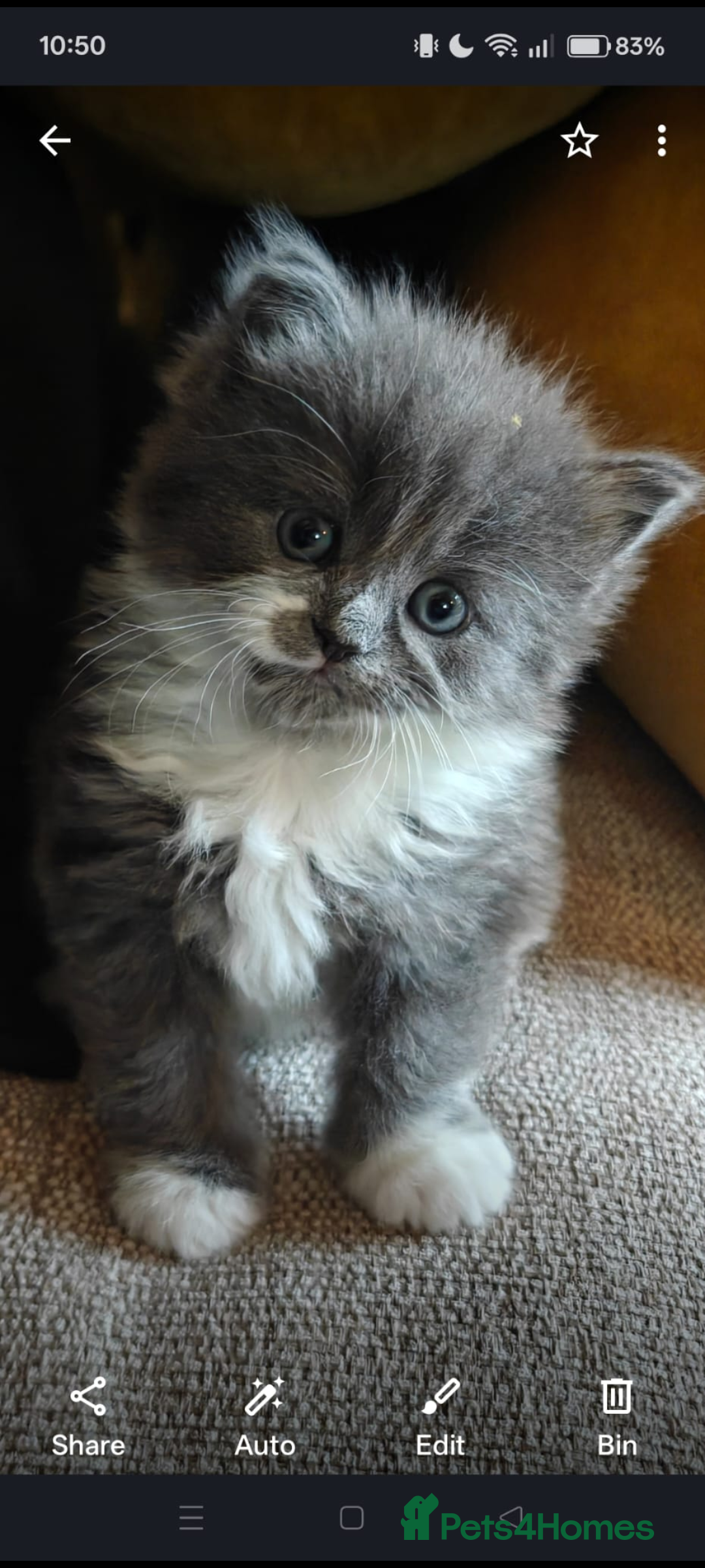 Persian cats Beautiful Persian/ Norwegian forest kittens  in Bristol - Advert 1