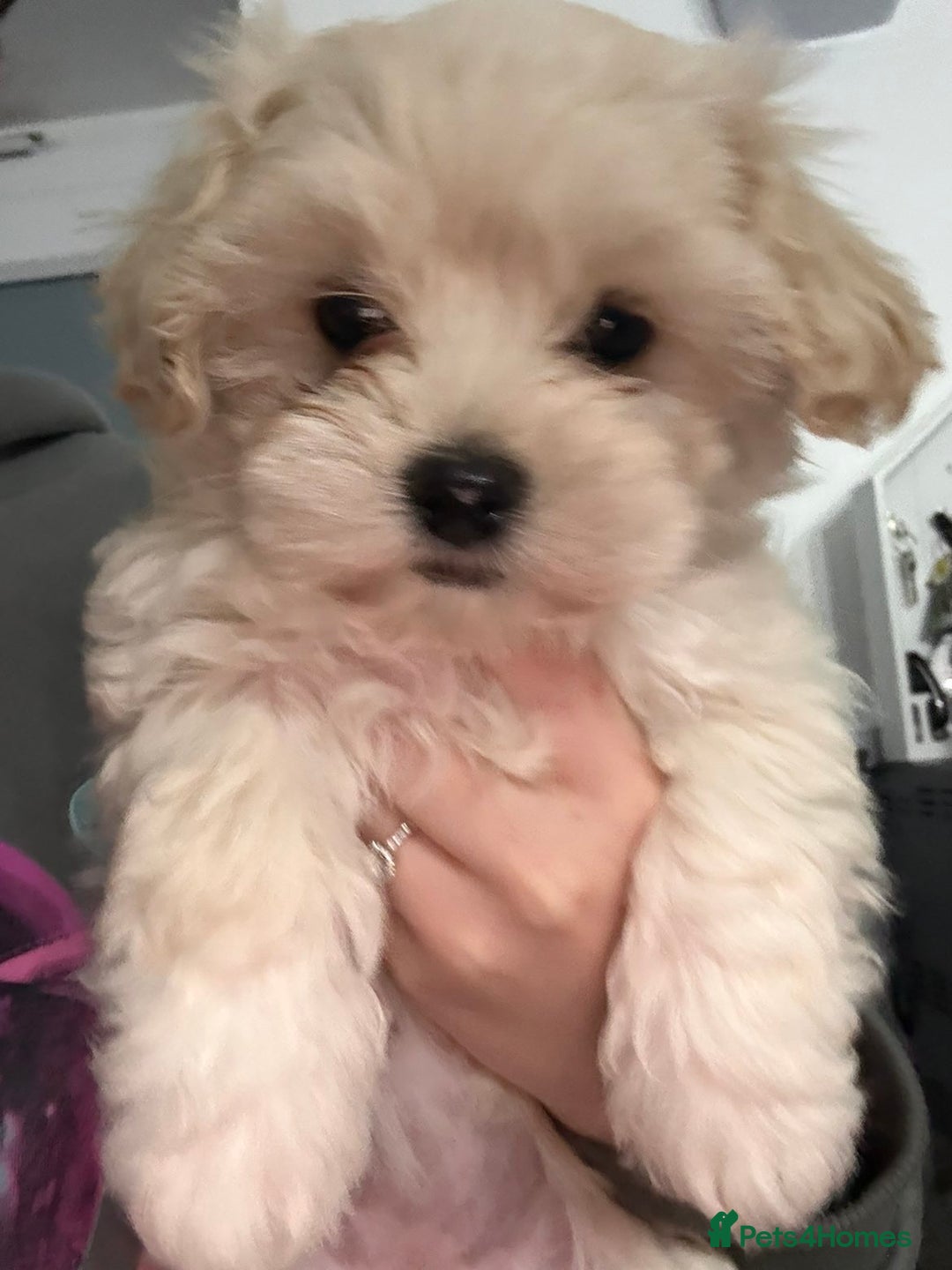 Mixed Breed dogs for sale: Beautiful litter of lhatese baby’s 🥰❤️ - Advert 10