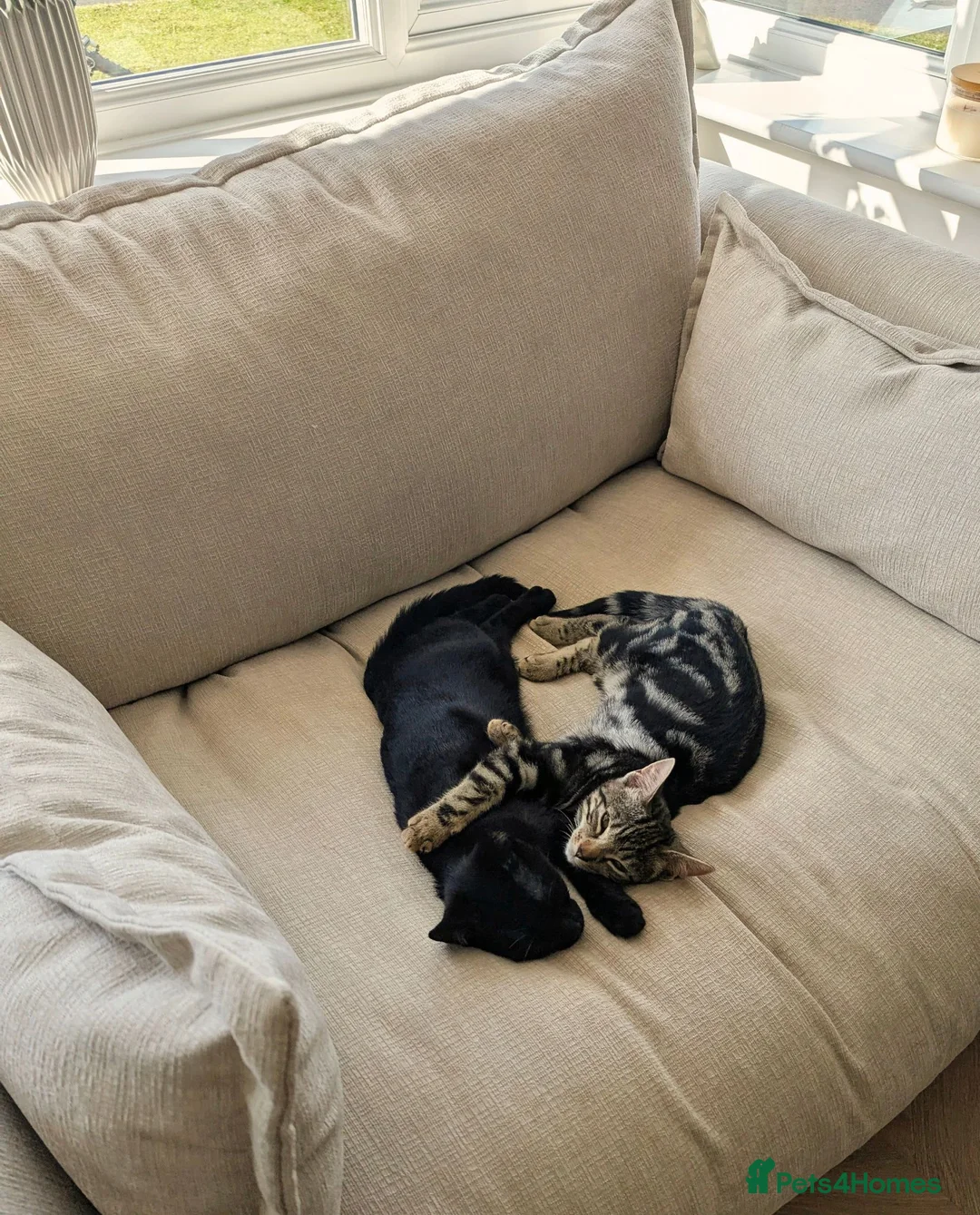 Mixed Breed cats for sale: Two sister kittens for sale in Middlesbrough - Advert 5