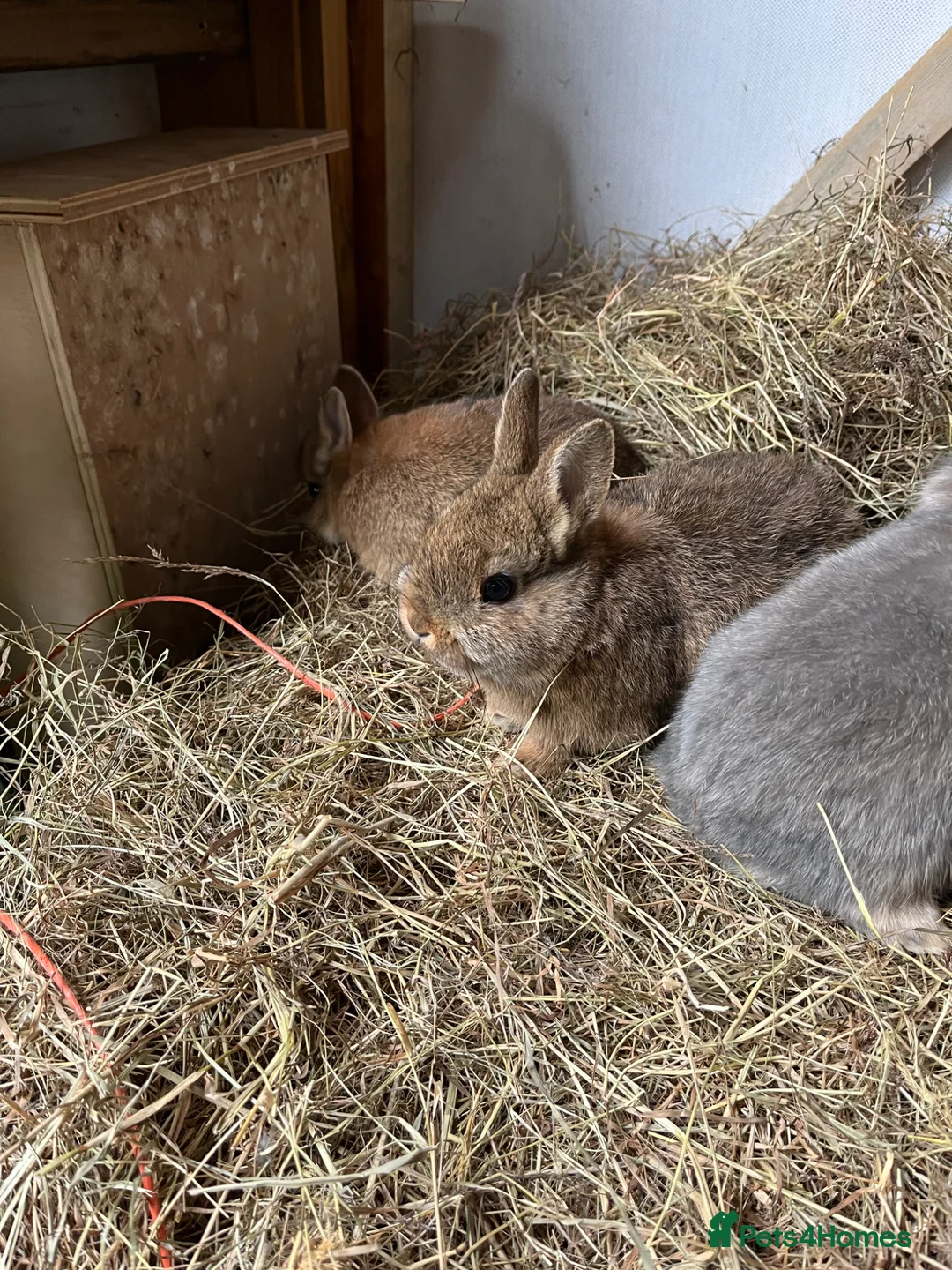 Netherland Dwarf rabbits for sale: Netherland dwarf rabbits for sale in Worthing - Advert 2