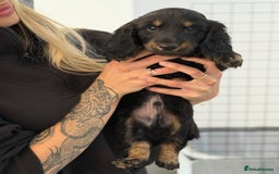 Dachshund dogs for sale: Black and Tan Dog - KC Registered Long-Haired Dachshund Puppies - Image 1