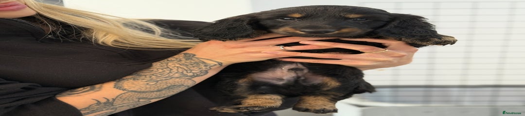 Black and Tan Dog