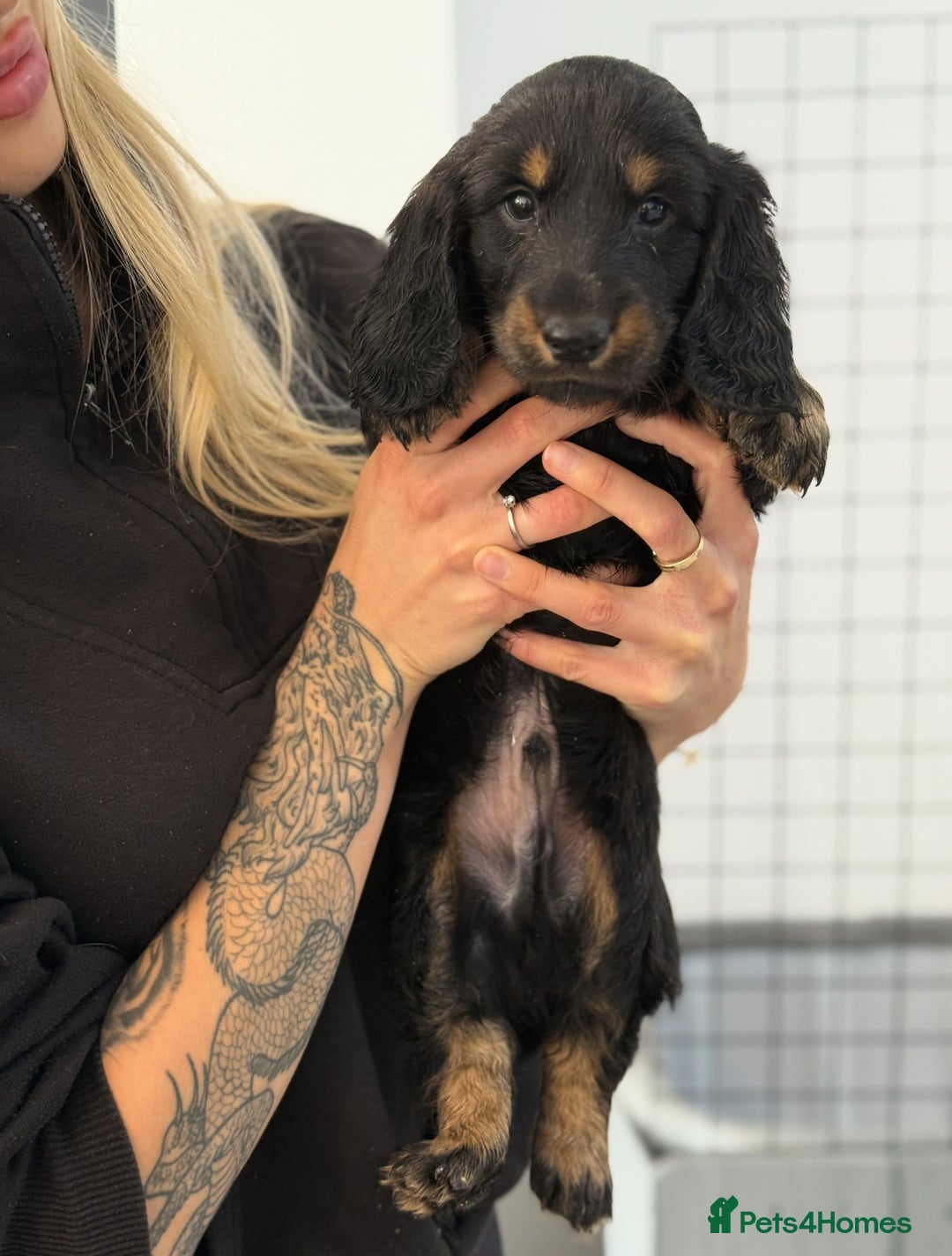Dachshund dogs for sale: Black and Tan Dog - KC Registered Long-Haired Dachshund Puppies - Image 1