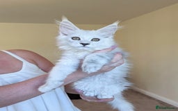 Maine Coon cats for sale: Maine Coon Kittens  - Image 3