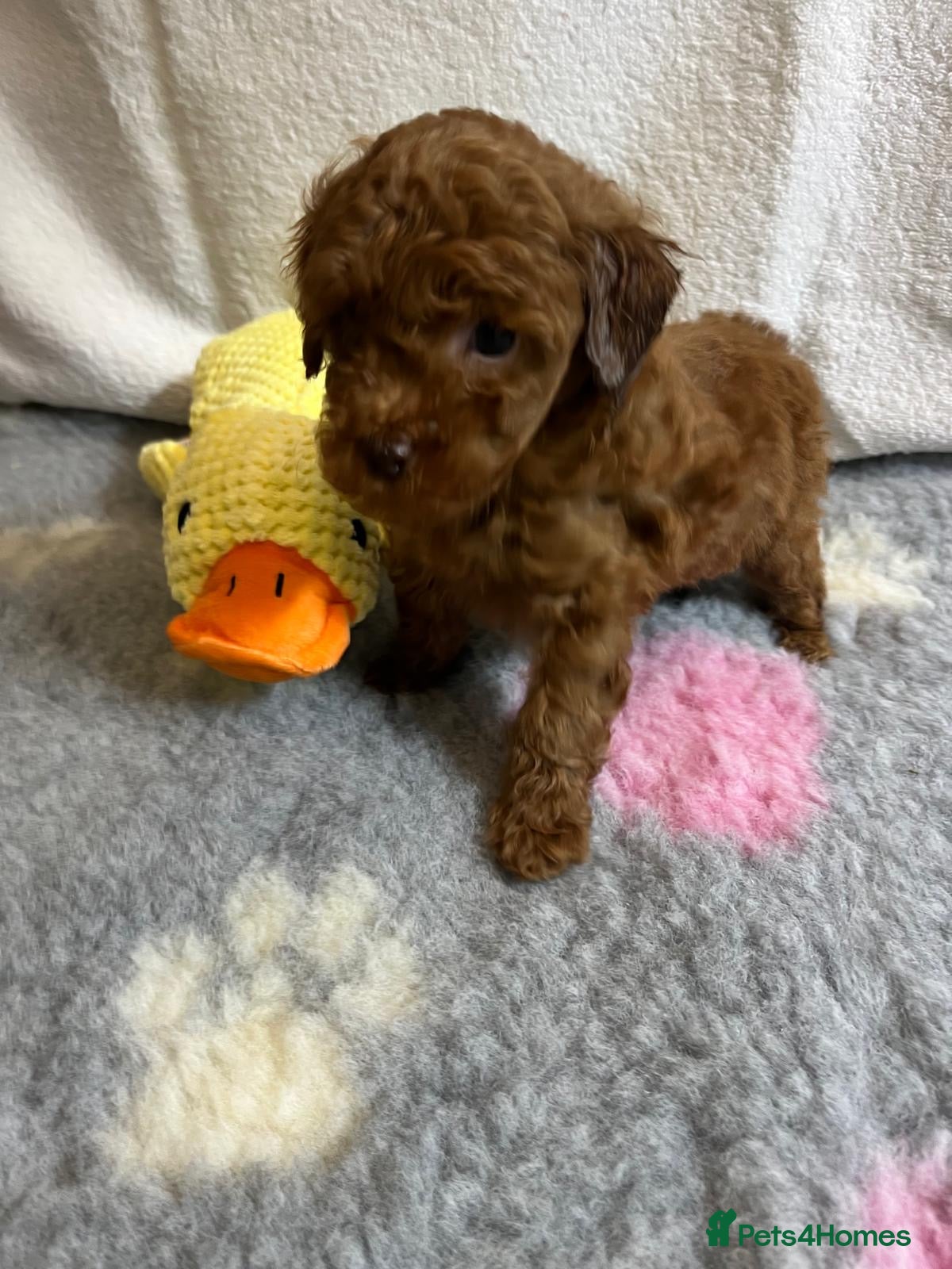 Maltipoo dogs for sale: 🤩 4 f1 stunning male Maltipoo 🤩 - Advert 7