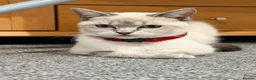 Ragdoll cats for sale: Femal 8 month old half ragdoll in Ripley - Advert 3