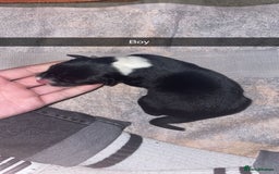 Mixed Breed dogs for sale: Huskita X Border Collie mix - Image 6