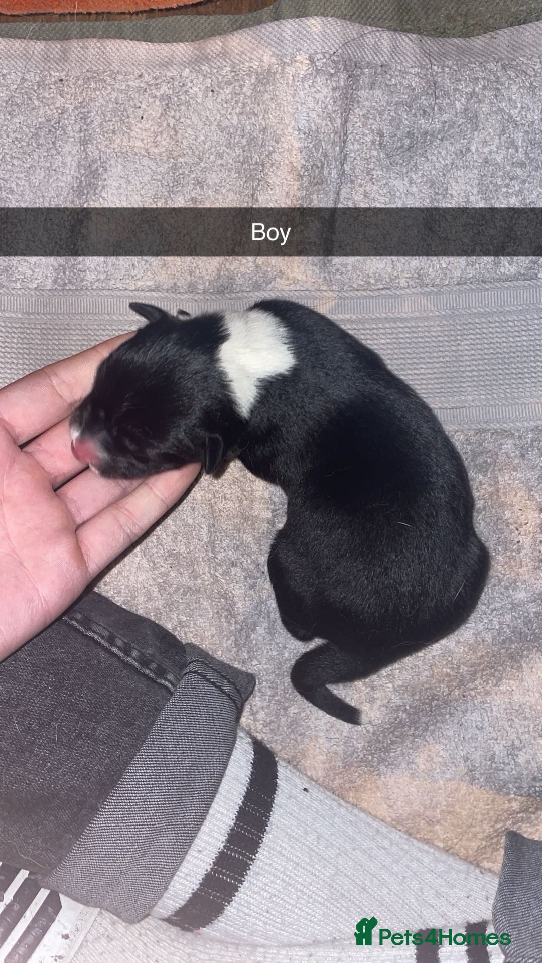 Mixed Breed dogs for sale: Huskita X Border Collie mix - Image 6