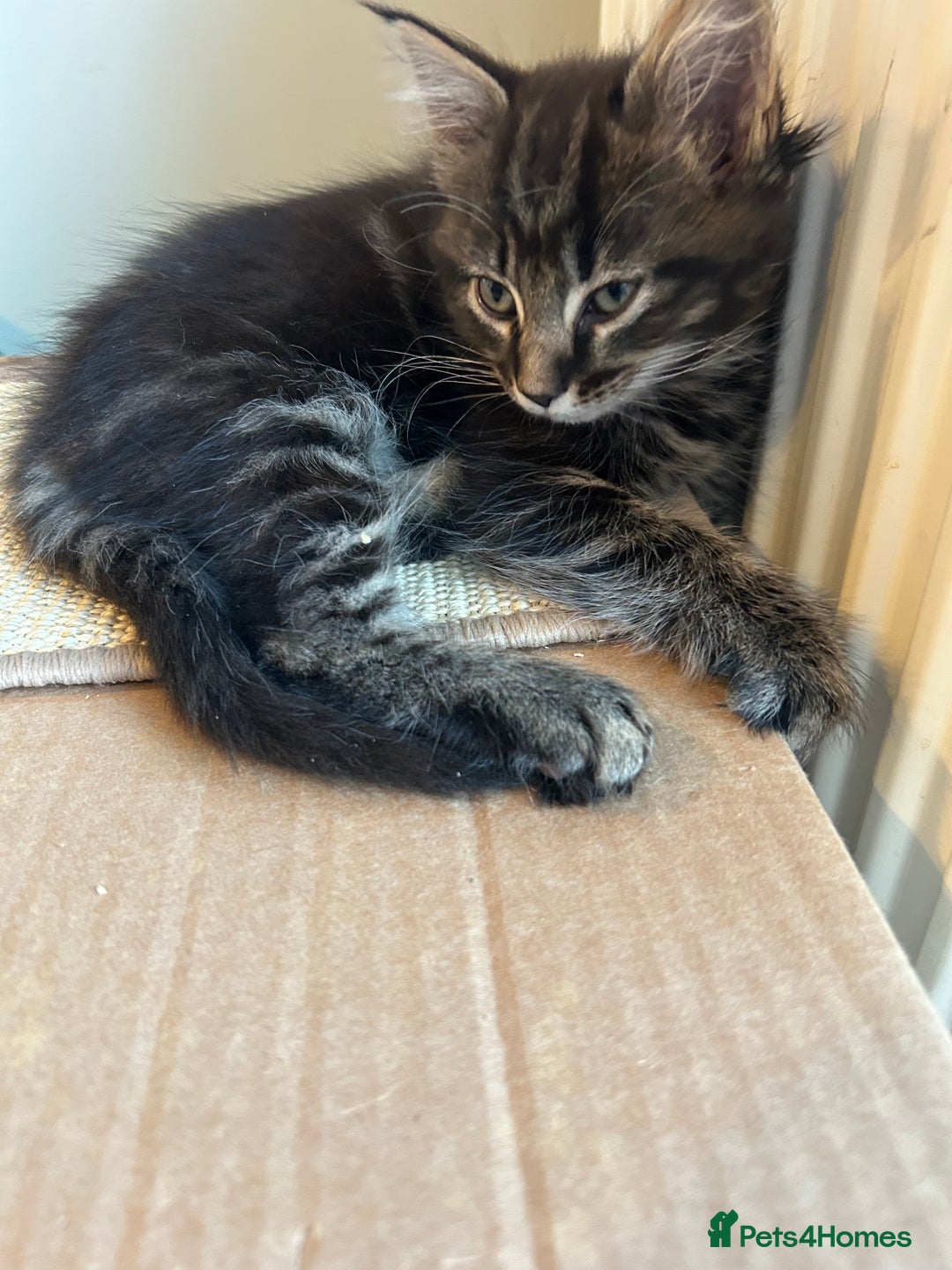 Maine Coon cats for sale: Only 2 kittens left - Maine Coon cross kittens RTL - Advert 3