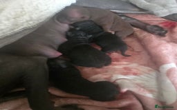 Mexican Hairless dogs for sale: American hairless terrier - Image 2