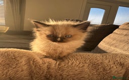 Ragdoll cats for sale: 2 gorgeous ragdoll kittens needing forever homes - Image 2