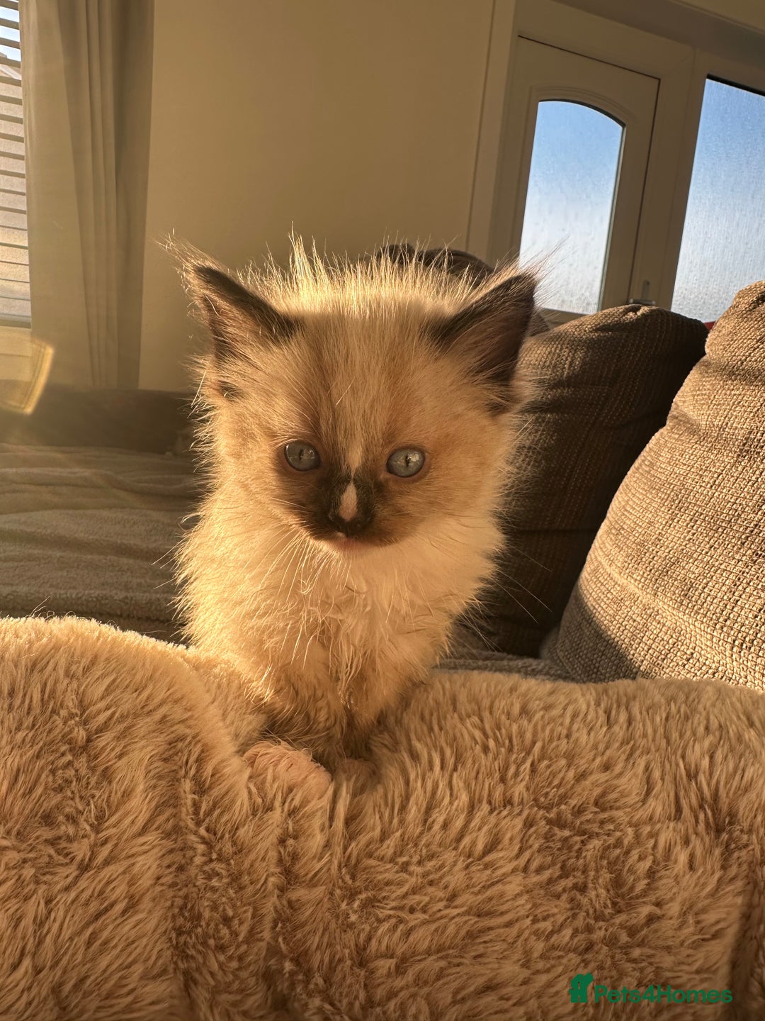 Ragdoll cats for sale: 2 gorgeous ragdoll kittens needing forever homes - Image 2