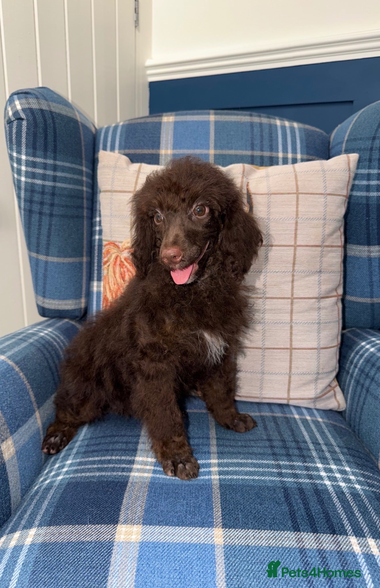 Miniature Poodle dogs 🩷Beautiful Mini Poodle Puppies - Ready Now 💜 - Advert 1