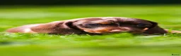 Miniature Dachshund dogs for sale: Miniature dachshunds 💖 boys  - Advert 3