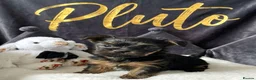 Yorkshire Terrier dogs for sale: Adorarable Yorkie Boys 5🌟Licenced Breeder - Advert 1