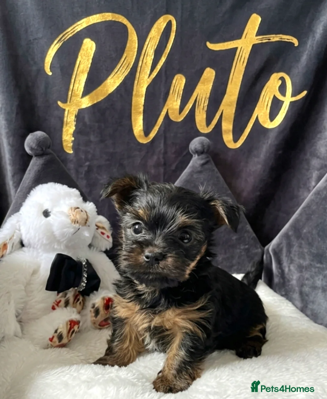 Yorkshire Terrier dogs for sale: Adorarable Yorkie Boys 5🌟Licenced Breeder - Advert 1