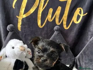 Yorkshire Terrier dogs Adorarable Yorkie Boys 5🌟Licenced Breeder - Advert 4