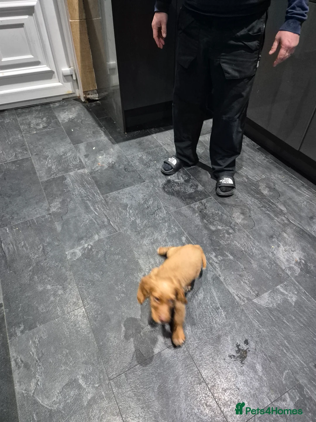 Cocker Spaniel dogs for sale: Golden COCKER SPANIEL PUPPY  - Advert 2