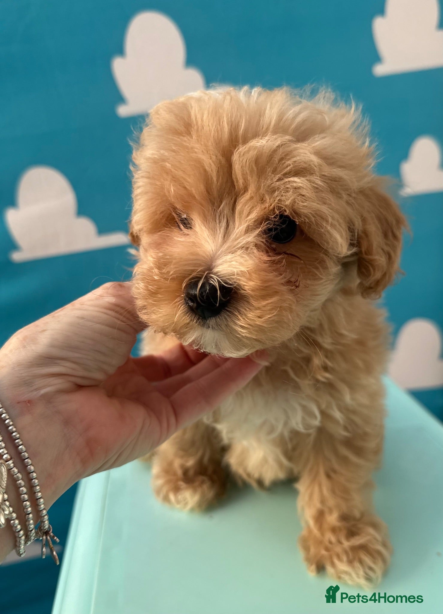 Maltipoo dogs Maltipoo puppies READY NOW ! - Advert 5