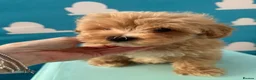 Maltipoo dogs for sale: Maltipoo puppies READY NOW ! - Advert 2